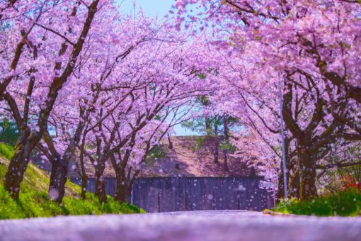 今年も 福山大学の桜 ミニフォトコンテストを実施しています 福山大学